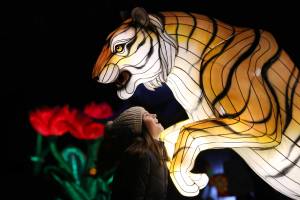 See Dublin Zoo in a new light!
