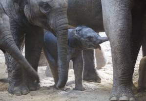 Baby Elephant born at Dublin Zoo