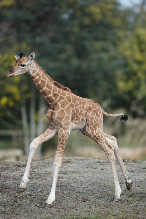 Baby Giraffe born at Zoo