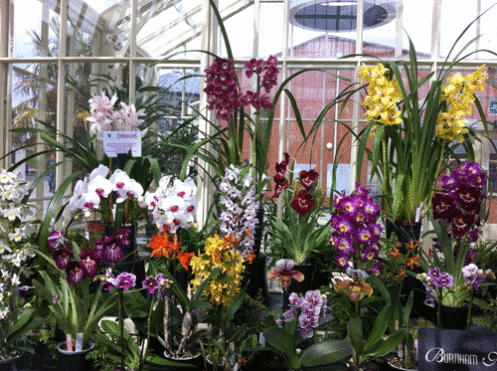 Dublin Orchid Fair