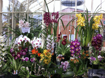Botanic Gardens - Orchid Fair