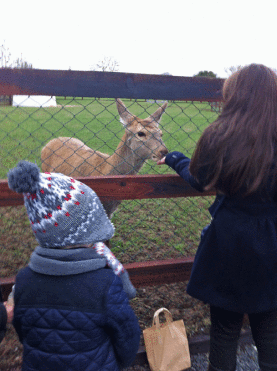 Reindeer Feeding Time