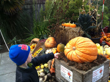 Halloween - Pumpkins